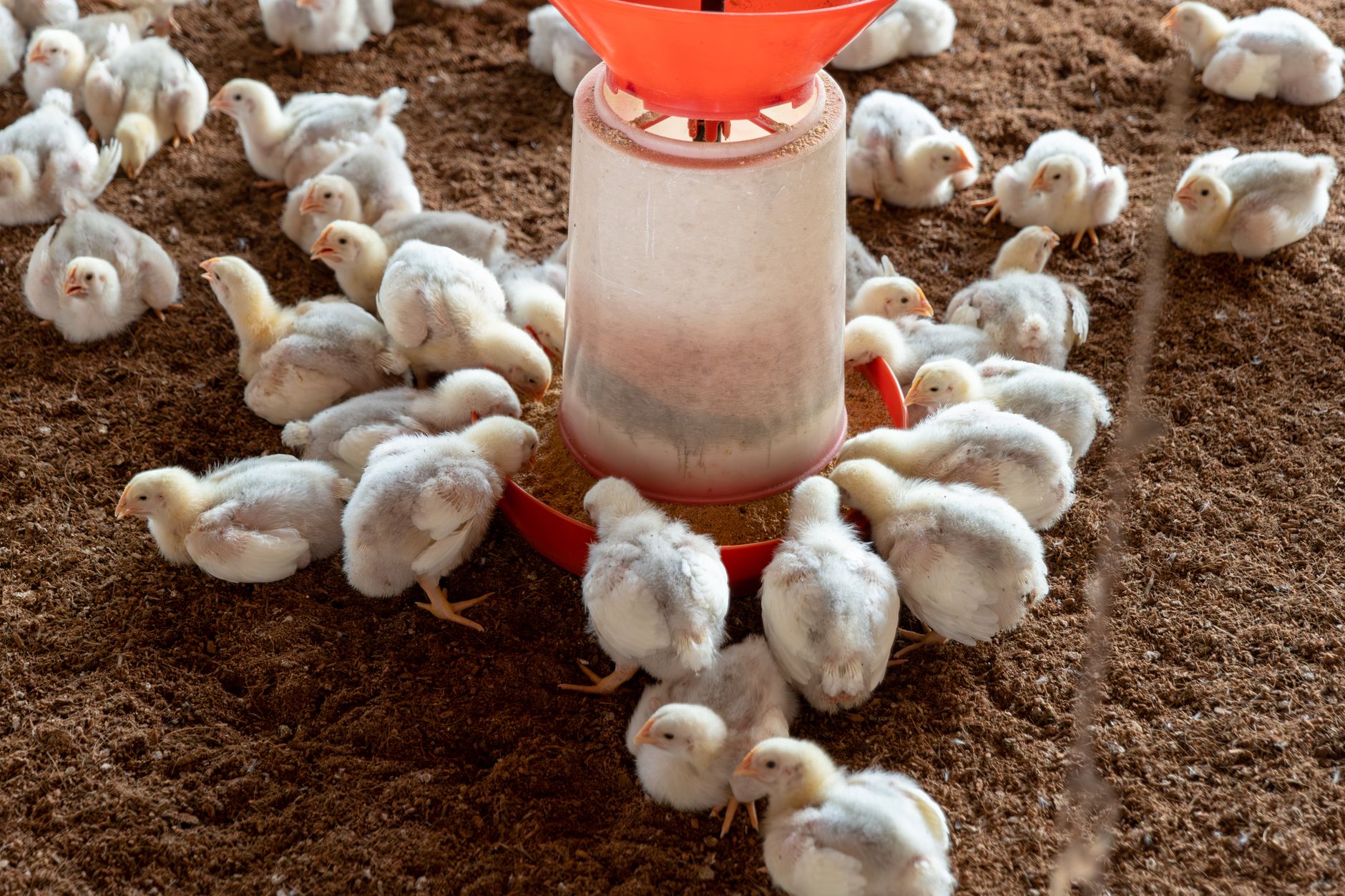 Brazil Prime Foods Export blog cover graphic for: Frozen Chicken Wings Export from Brazil