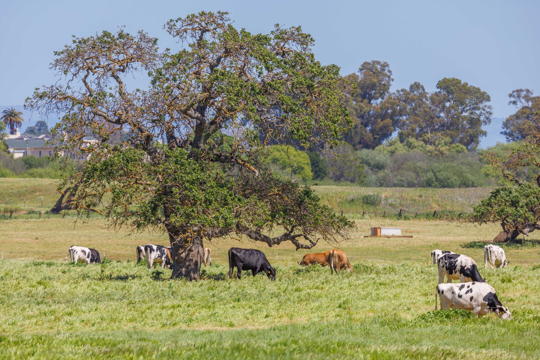Beef cattle grazing on open green pasture on a Brazilian ranch