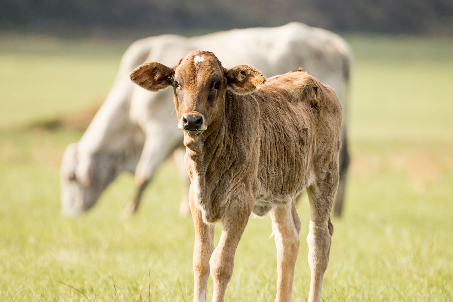 Beef cattle grazing on open pasture at a Brazilian ranch