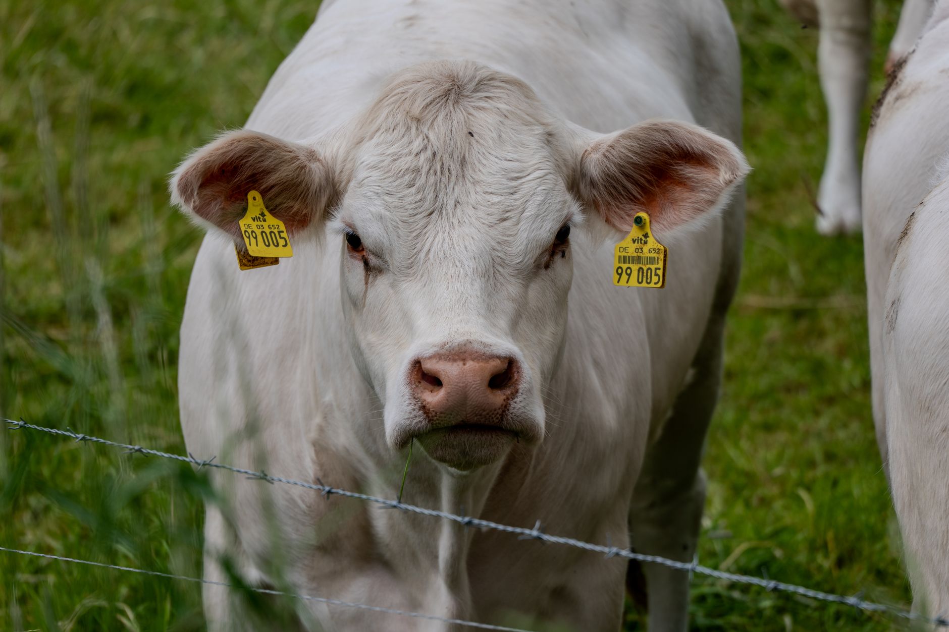 Cattle with an official identification ear tag on a Brazilian farm