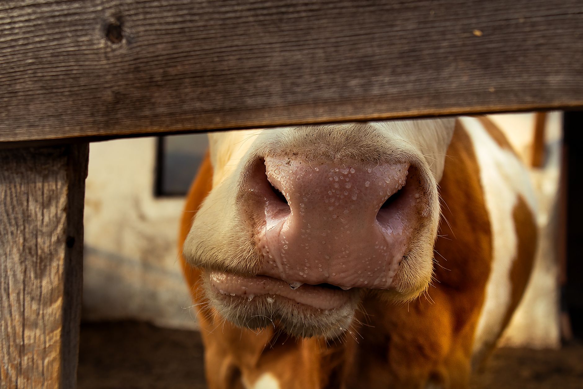 Official veterinary inspector reviewing meat at a federally inspected processing plant